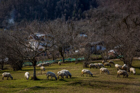 کشاورزی و دامداری از مهمترین مشاغل مردم این روستای کوهستان‌ است.