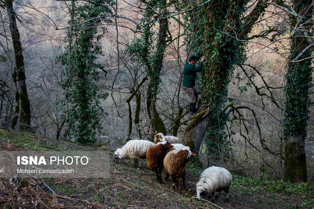 عکس تزئینی ست "شیردوشان" سنتی ۴۰۰ ساله/ برپایی جشنواره ملی امامدر در اردیبهشت