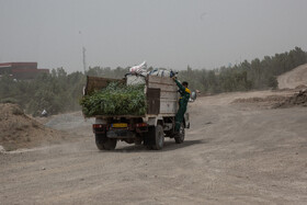 انتقال شاخ و برگ های حرص شده درخت اکالیپتوس به محوطه تولید کود برگ شهرداری