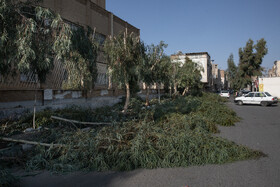 حرص درختان اکالیپتوس هر ساله هزینه و زمان زیادی را از مامورین خدوم شهرداری قم می گیرد.