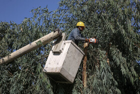 حرص درختان اکالیپتوس از حاشیه سیم های برق توسط اداره توزیع برق استان قم به منظور جلوگیری از ایجاد خسارت