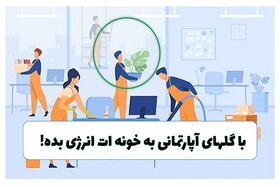 گل آپارتمانی و یوکا