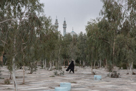 کاشت گسترده و به صورت جنگلی درخت اکالیپتوس در آرامستان "نو" یکی از قدیمی ترین آرامستان ها در مرکز شهر قم