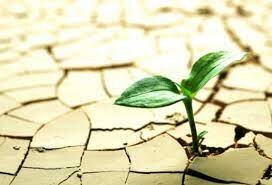 پیامدهای تغییر اقلیم بر رشد و عملکرد گیاهان