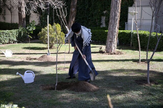 امسال رهبر انقلاب درخت خرمالو و نارنج کاشتند امسال رهبر انقلاب درخت خرمالو و نارنج کاشتند