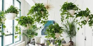 دوره «اصول پرورش گیاهان آپارتمانی» برگزار می‌شود