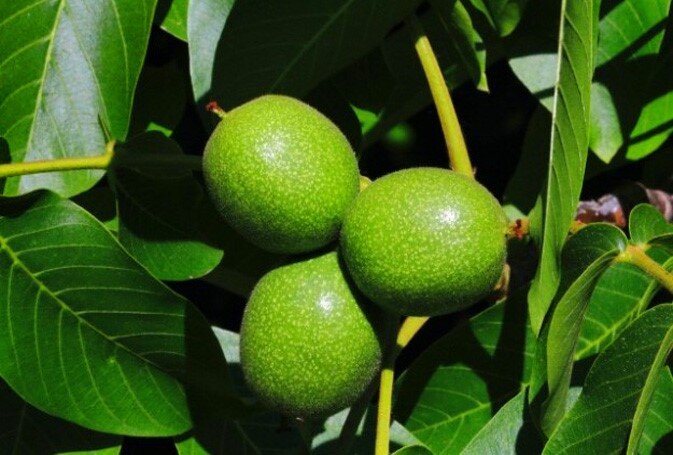 معرفی بهترین نهال گردوی ایرانی در اسفند ۱۴۰۰