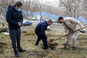 جابجایی ۱۲۰۰ اصله درخت در جنوب تهران