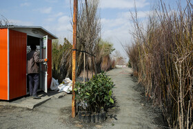  نهالستان‌های شهر در آستانه نوروز