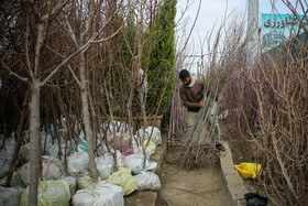  نهالستان‌های شهر در آستانه نوروز