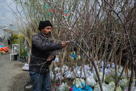  نهالستان‌های شهر در آستانه نوروز