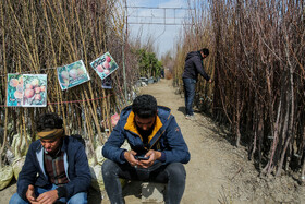  نهالستان‌های شهر در آستانه نوروز