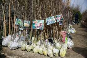  نهالستان‌های شهر در آستانه نوروز