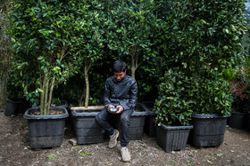  نهالستان‌های شهر در آستانه نوروز