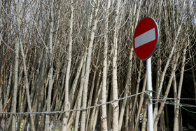  نهالستان‌های شهر در آستانه نوروز