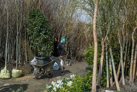  نهالستان‌های شهر در آستانه نوروز