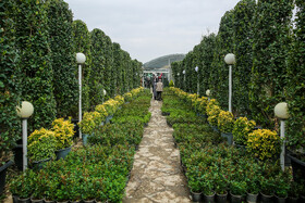  نهالستان‌های شهر در آستانه نوروز 