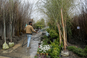  نهالستان‌های شهر در آستانه نوروز