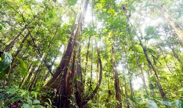 جنگلهای آمازون در حال رسیدن به نقطه بیبازگشت جنگلهای آمازون در حال رسیدن به نقطه بیبازگشت