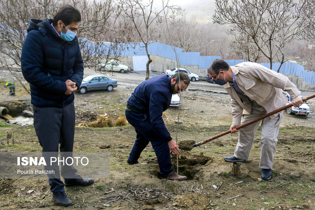 جابجایی ۱۲۰۰ اصله درخت در جنوب تهران