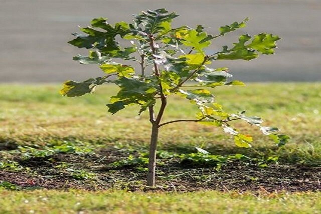 دکترنکست با ثبت هر ۵۰۰ نسخه آنلاین یک درخت خواهد کاشت
