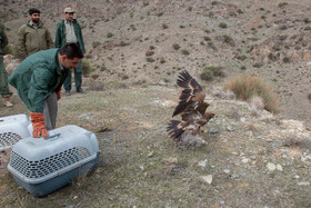 بازگشت 26 پرنده شکاری تیمارشده به آغوش طبیعت استان مرکزی