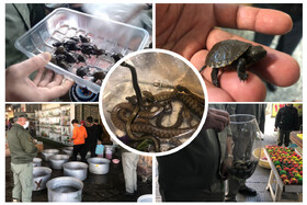 کشف ۳۵۰ لاکپشت برکه‌ای در بازارهای عیدانه تهران