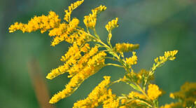با خواص «علف طلایی» آشنا شوید