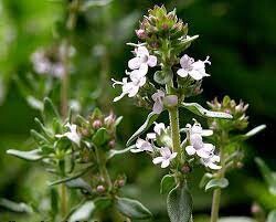 کارگاه آموزشی «اصول کاشت، داشت و برداشت آویشن»