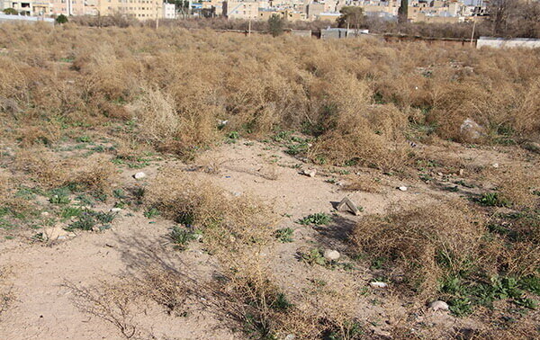 تعرض و جولان معتادان در تپه هفتهزارساله