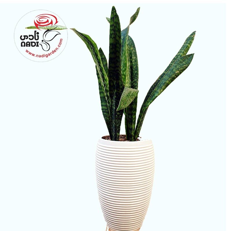 گل آپارتمانی مناسب هدیه