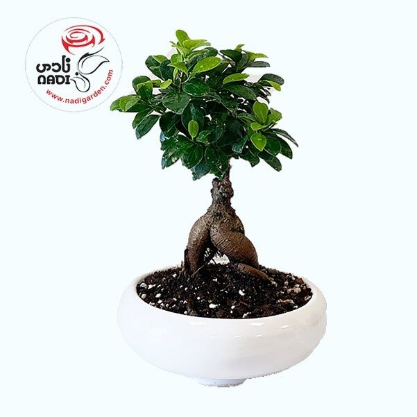 گل آپارتمانی مناسب هدیه