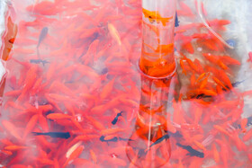 اجرای طرح تعویض پسماند خشک با گل، سبزه و ماهی قرمز در بندرعباس