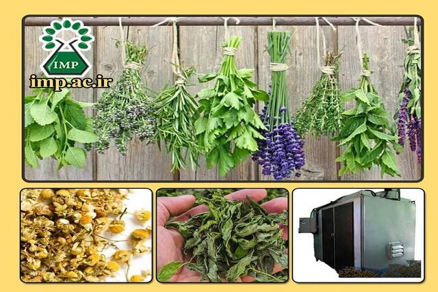 روشهای ایدهآل جمعآوری، خشک کردن و نگهداری گیاهان دارویی