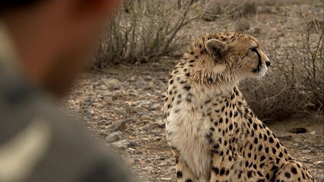 خبر خوش برای محیط زیست در روز طبیعت