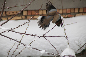 بارش برف در شهرستان اهر و منطقه ارسباران