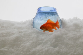 بارش برف در شهرستان اهر و منطقه ارسباران