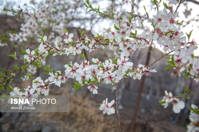 بر چهره گل نسیم نوروز خوش است
