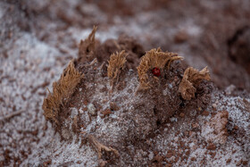 طبیعت گردشگری قم 4