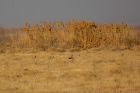 مرغابی های مهاجر یکی از بزرگترین دسته های پرنده مهاجر در تالاب مره قم است