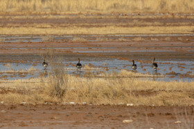 طبیعت گردشگری قم 21