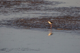 طبیعت گردشگری قم 29