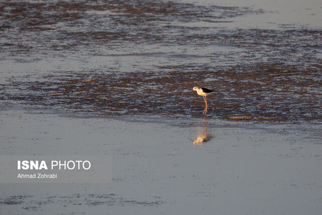 حق‌خوری از تالاب‌ها!