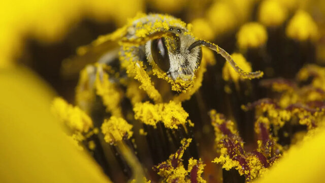 تولید مثل گیاهان از طریق گرده افشانی/ گردههای کدام گیاهان آلرژیزا هستند؟ تولید مثل گیاهان از طریق گرده افشانی/ گردههای کدام گیاهان آلرژیزا هستند؟