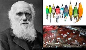 تایید نظریه داروین پس از ۲ قرن