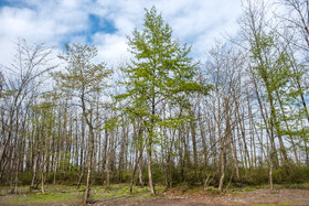 بهار در گیلان 25