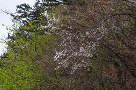 بهار در گیلان 24