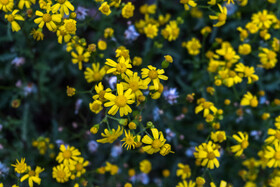 بهار در گیلان 23