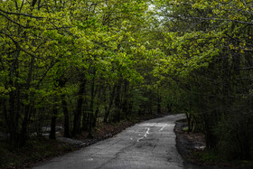 بهار در گیلان 21