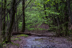 بهار در گیلان 20